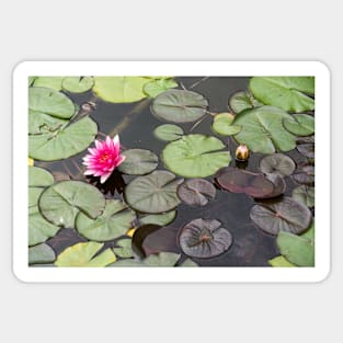 Beautiful pink waterlily in the Danube Delta, Romania, on summer day Sticker